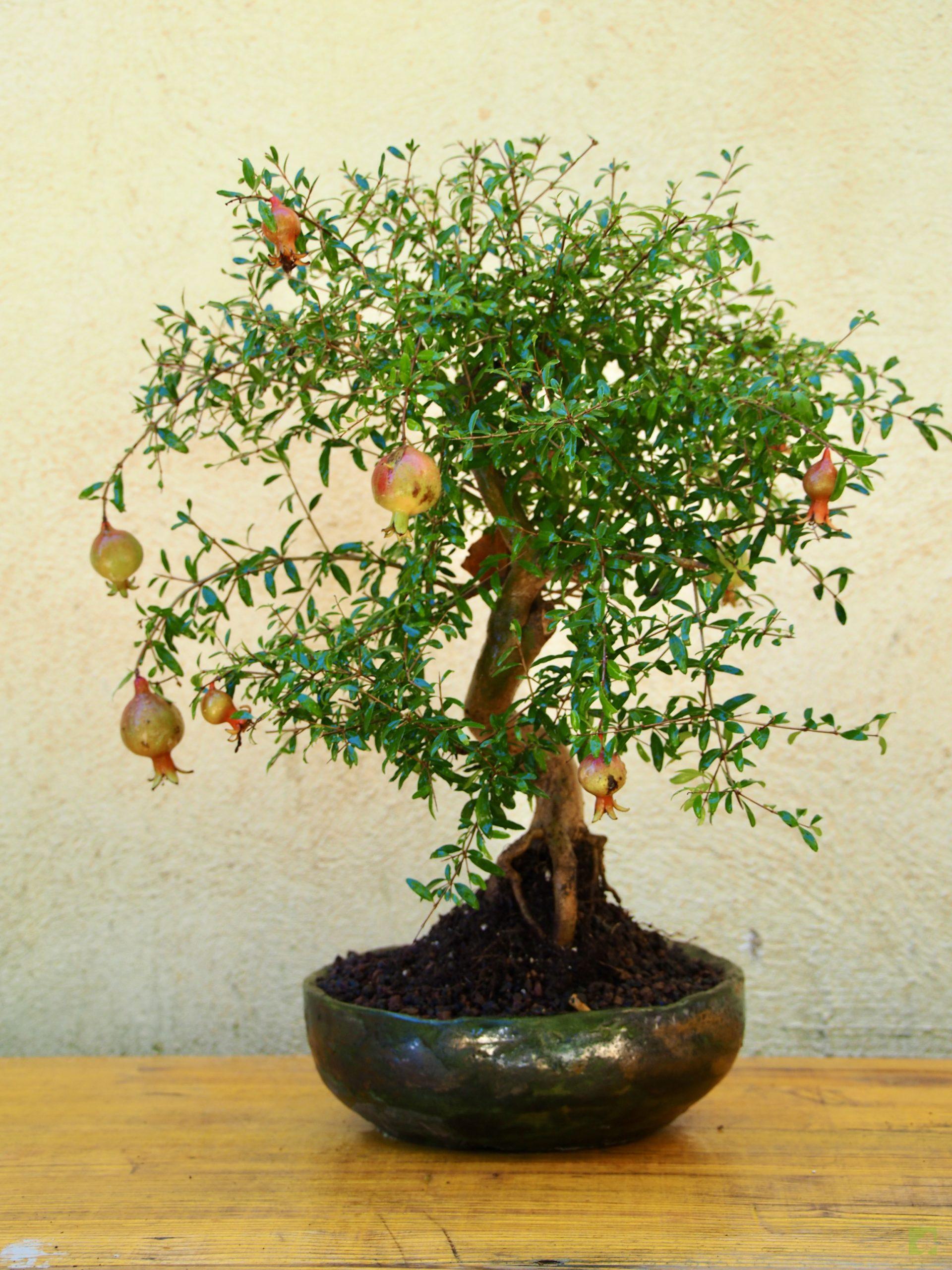 PUNICA GRANATUM 13508 (1)