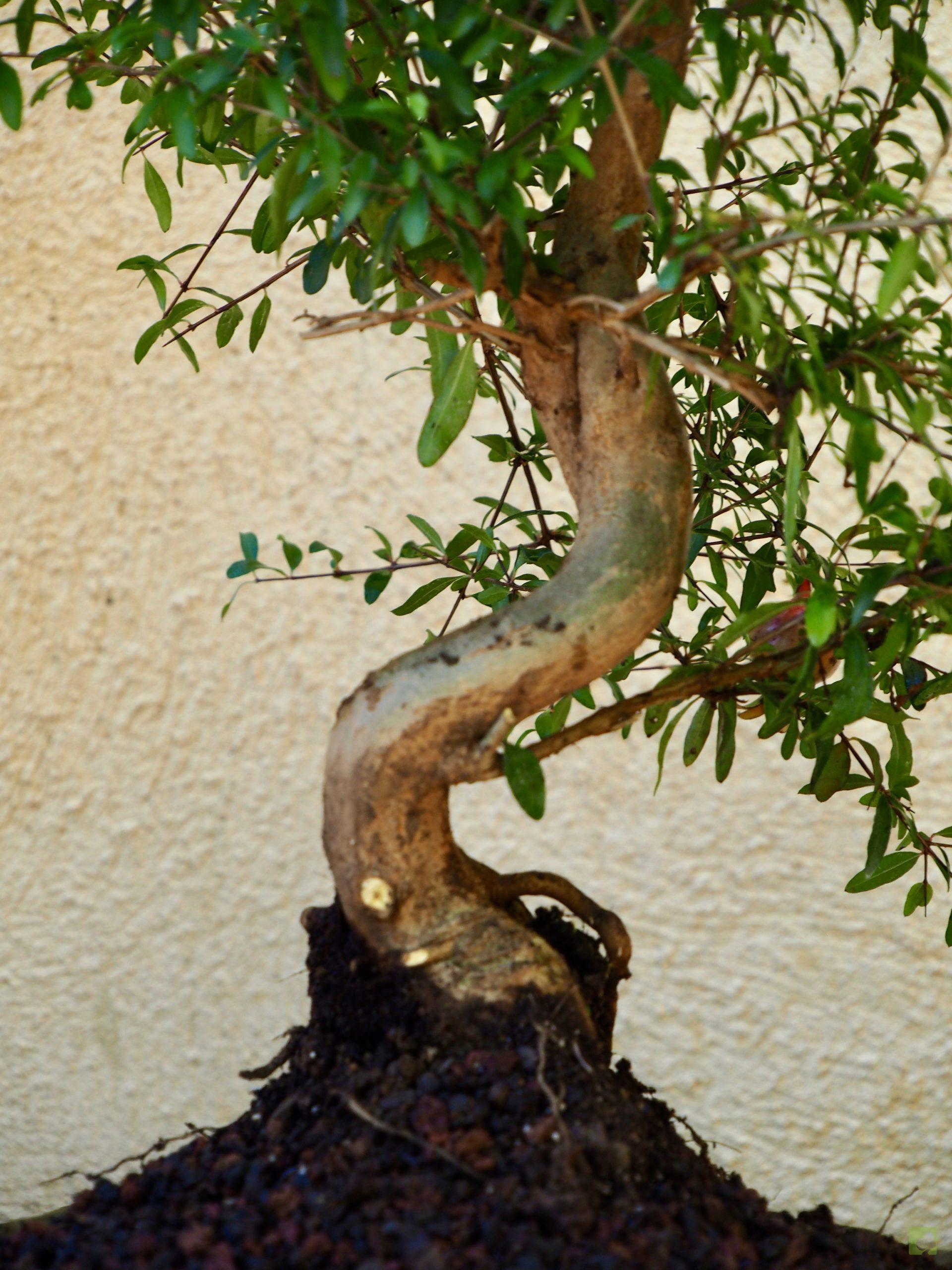 PUNICA GRANATUM 13508 (10)