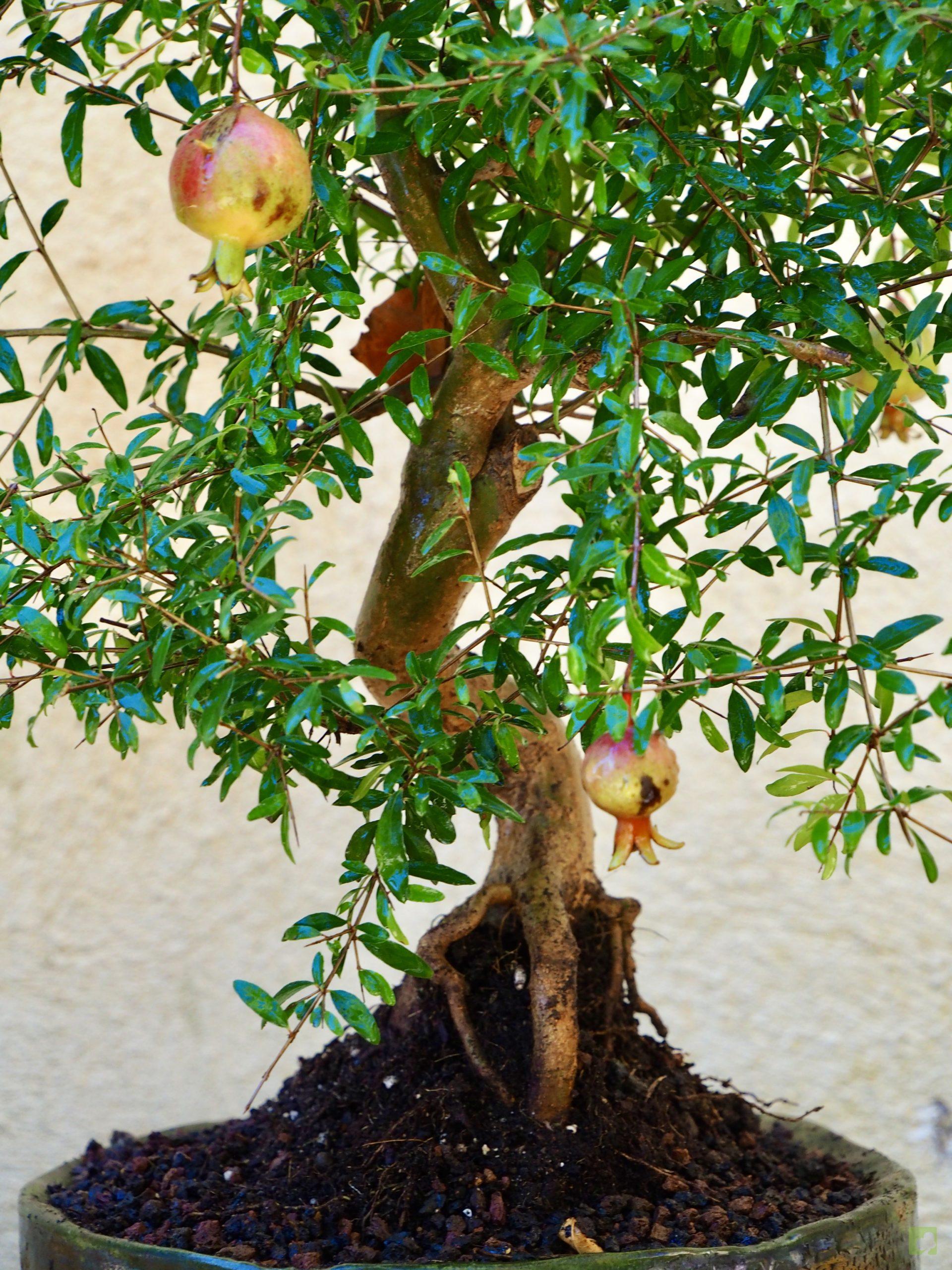 PUNICA GRANATUM 13508 (2)