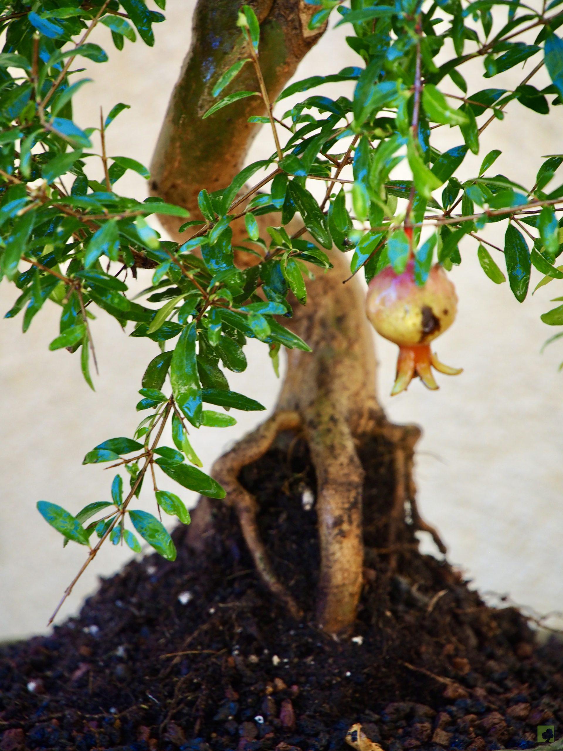 PUNICA GRANATUM 13508 (3)