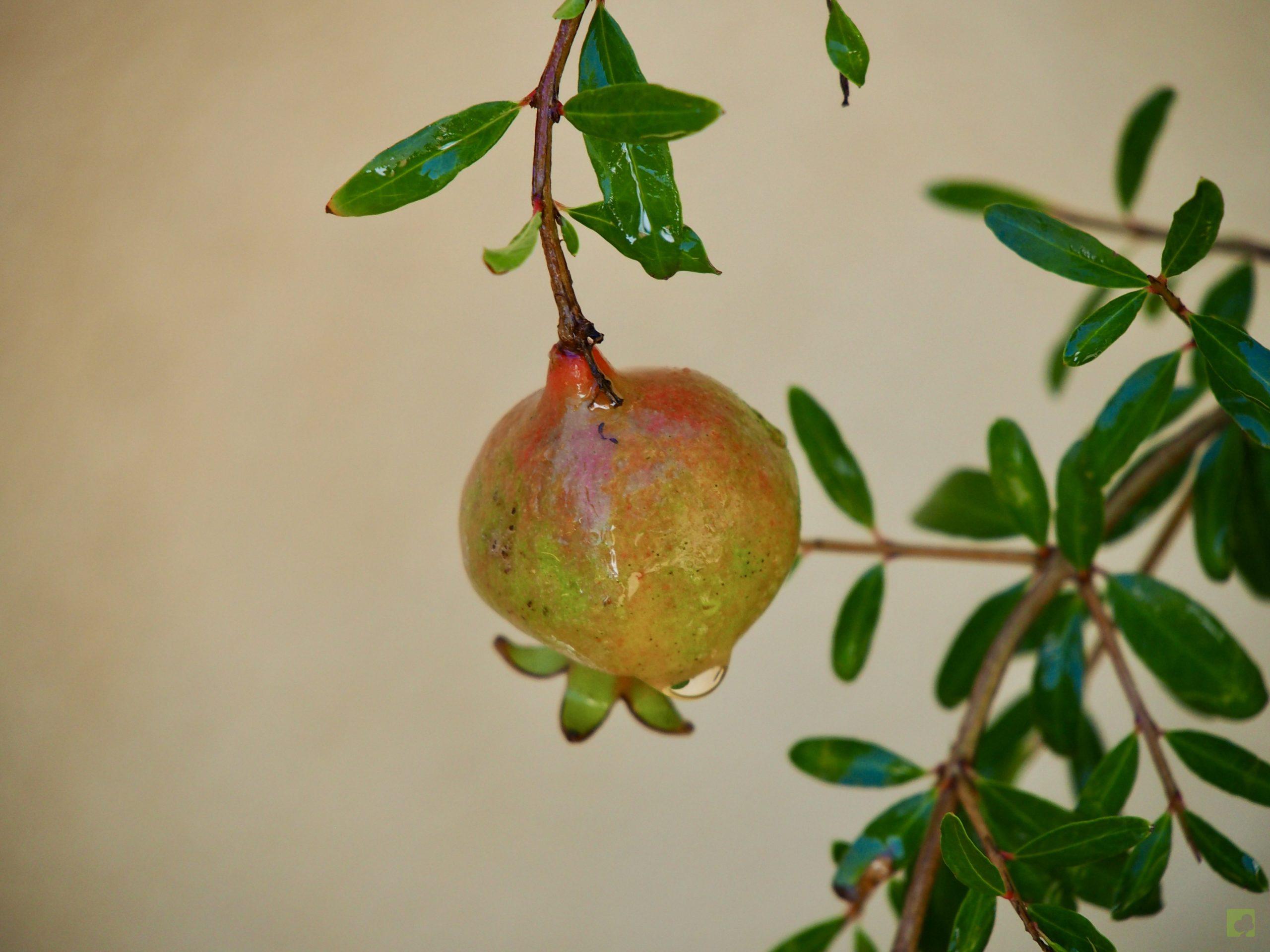 PUNICA GRANATUM 13508 (4)