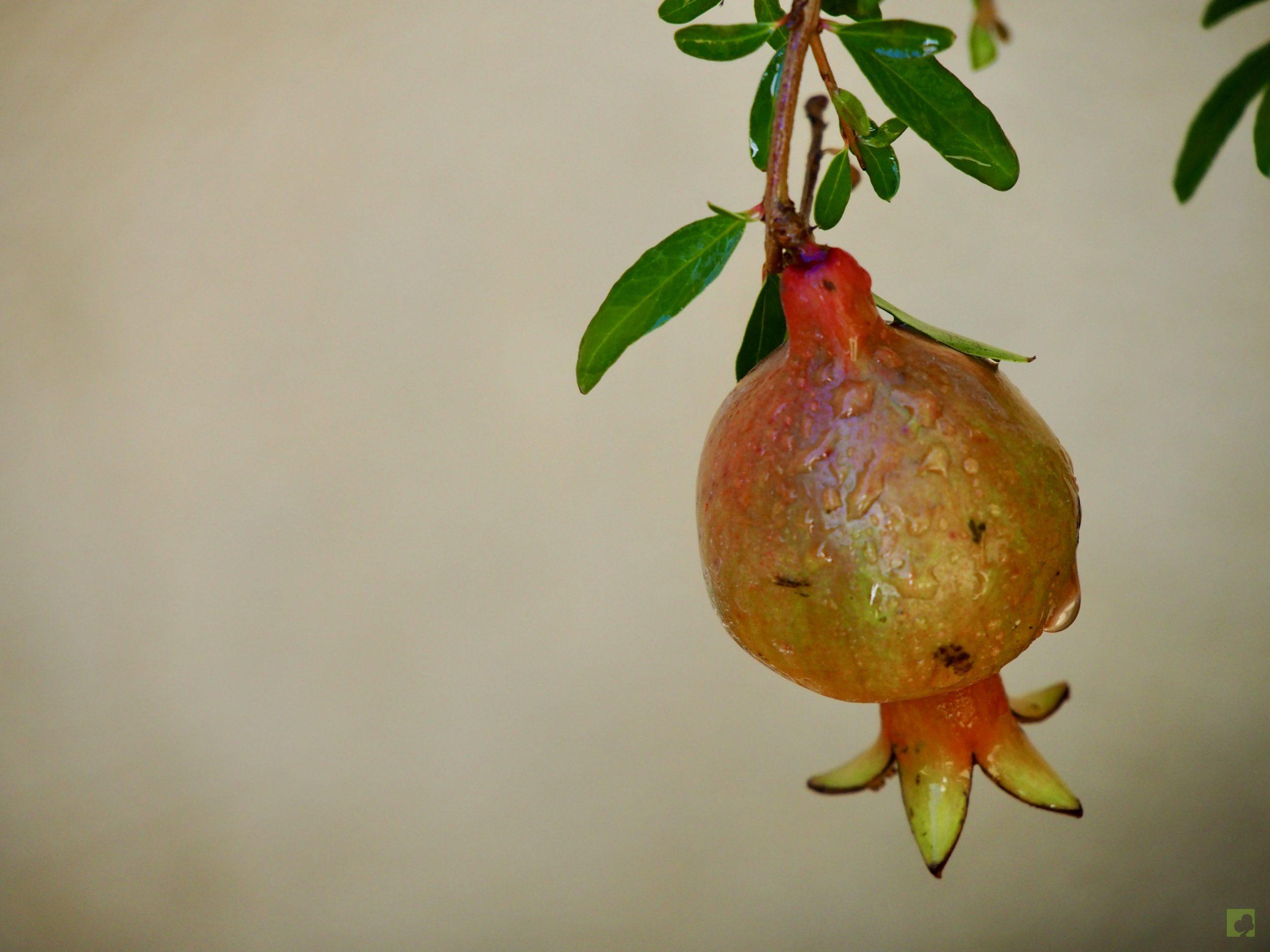 PUNICA GRANATUM 13508 (5)