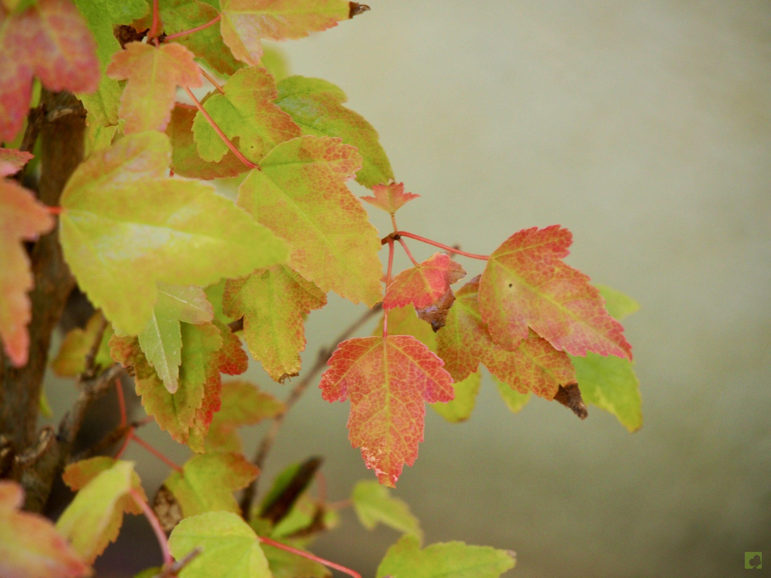 burgeriano malus 17514 (3)