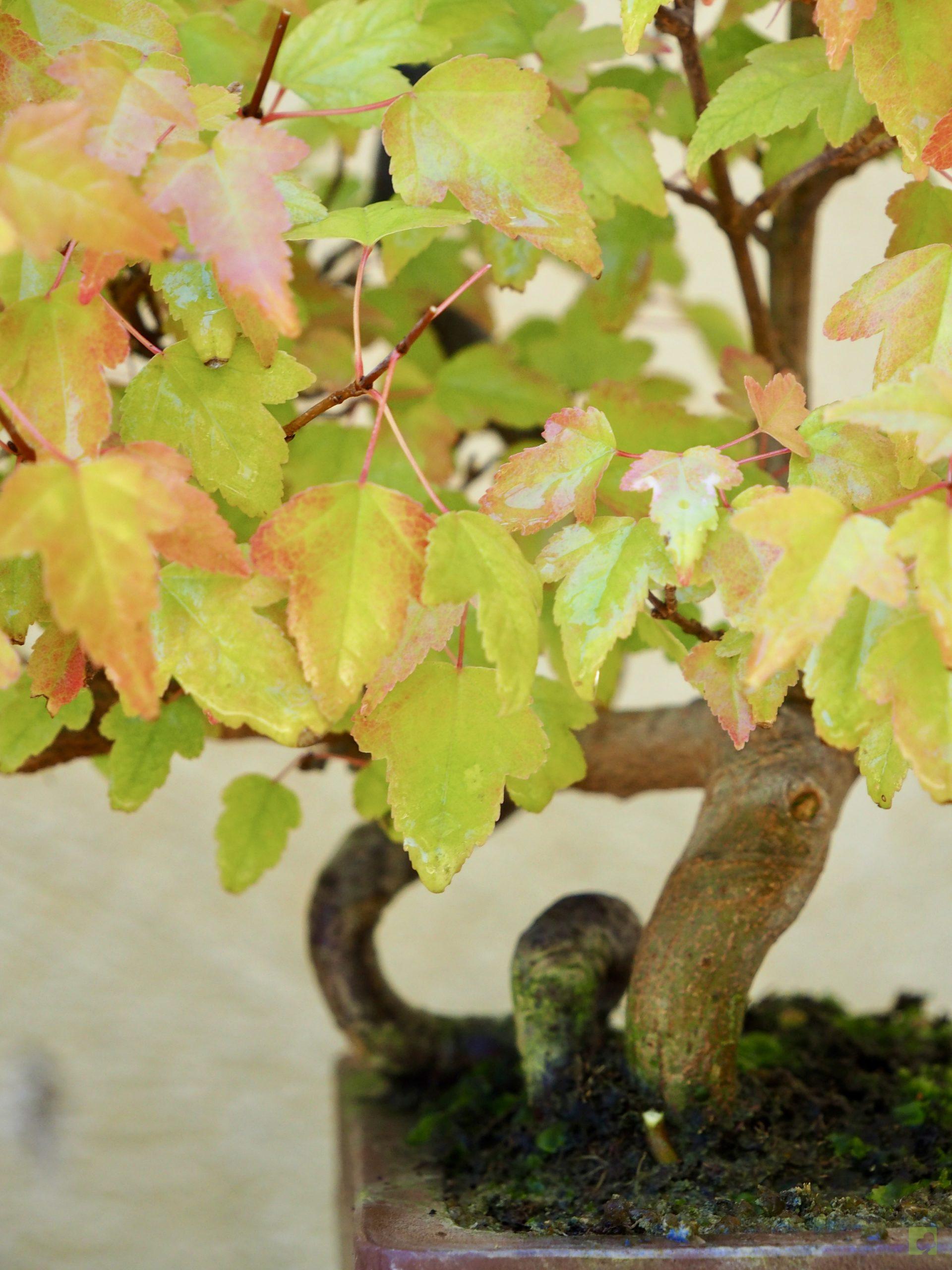 burgeriano malus 17514 (6)