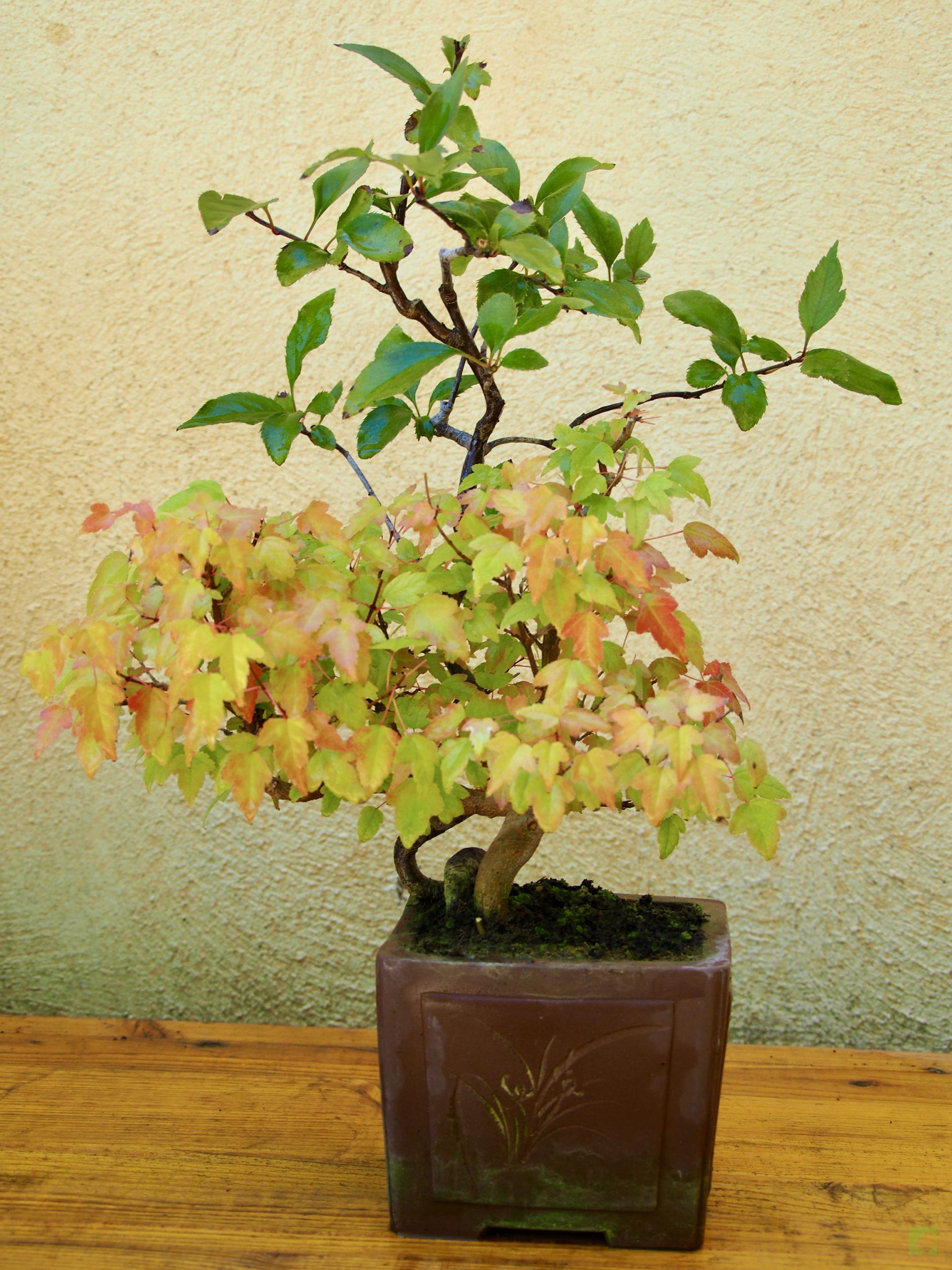 burgeriano malus 17514 (7)