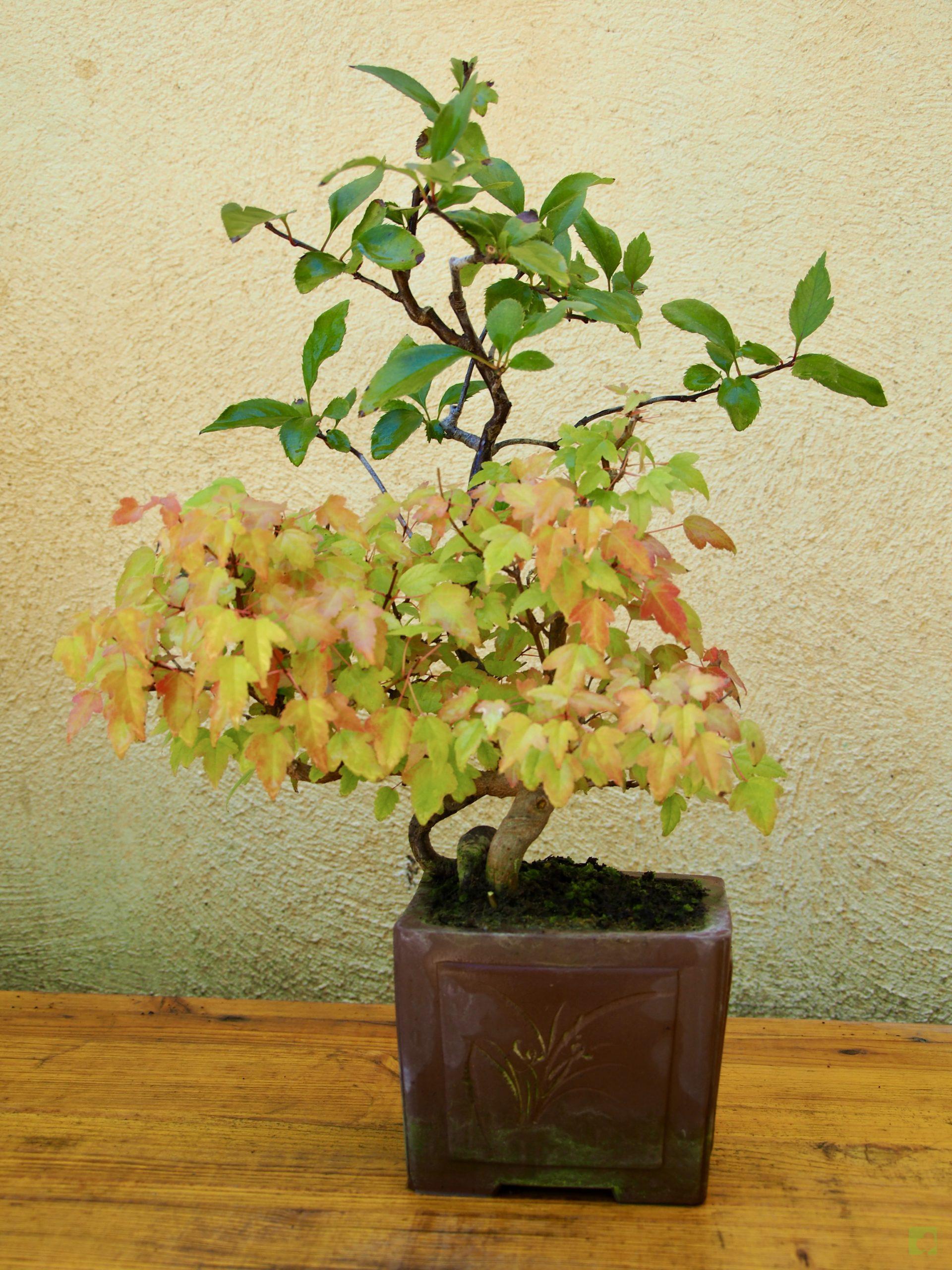 burgeriano malus 17514 (8)