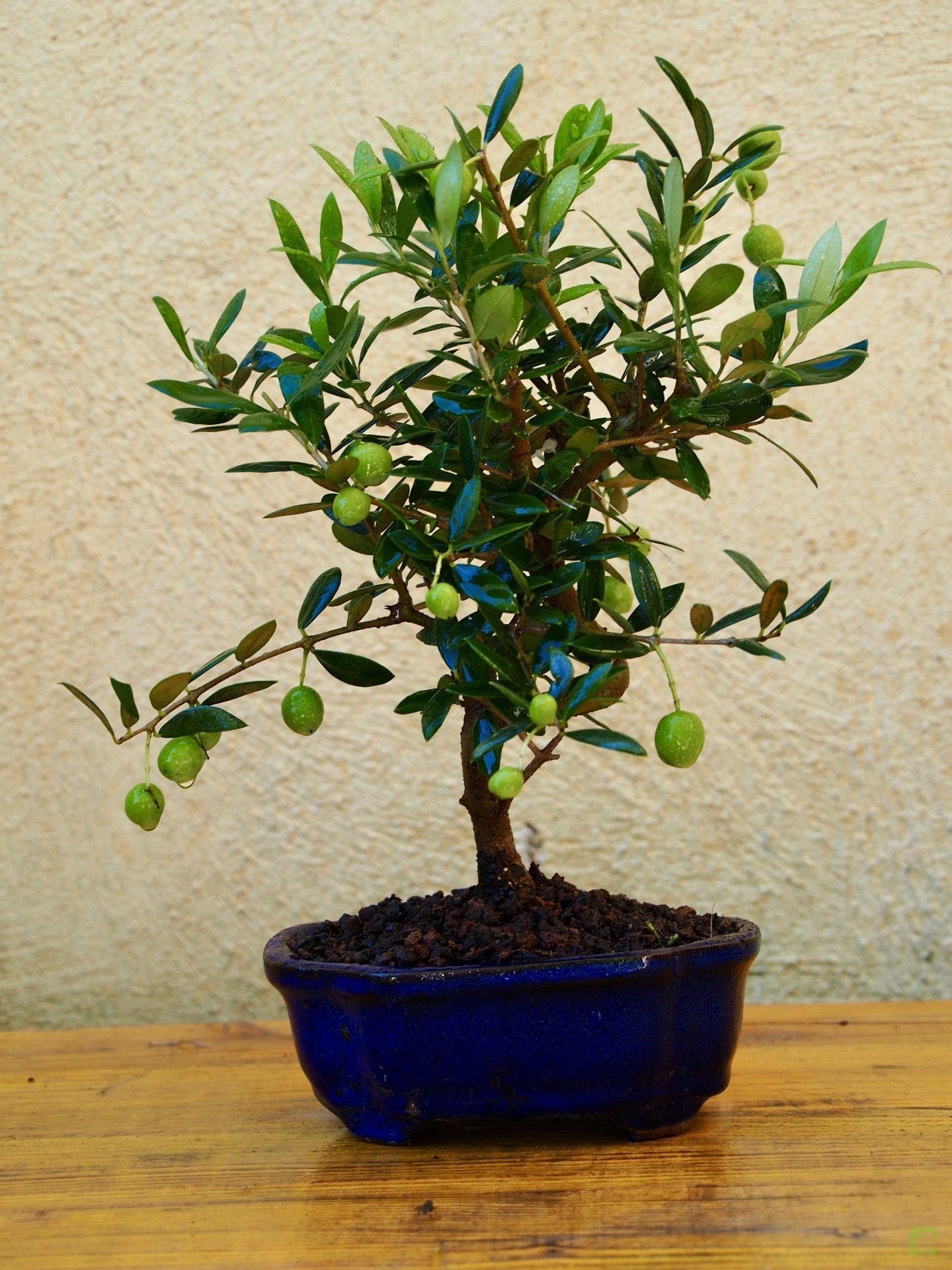 olivo7501 (1)