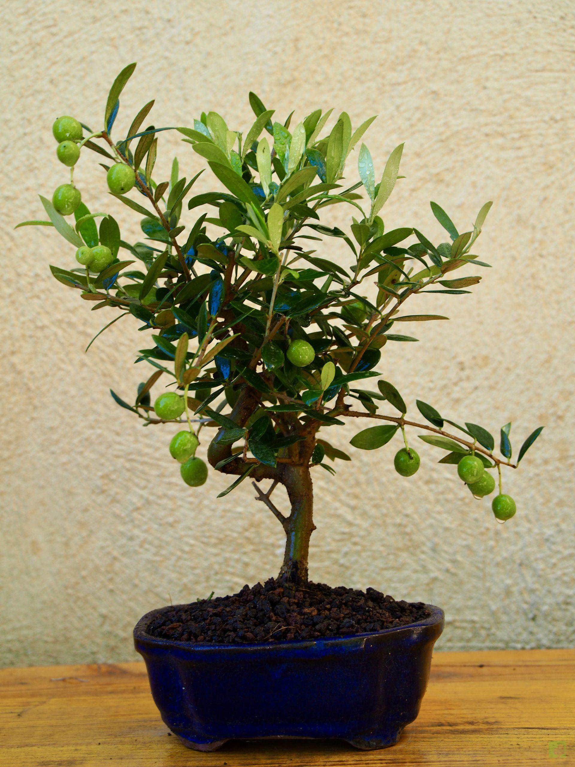 olivo7501 (3)