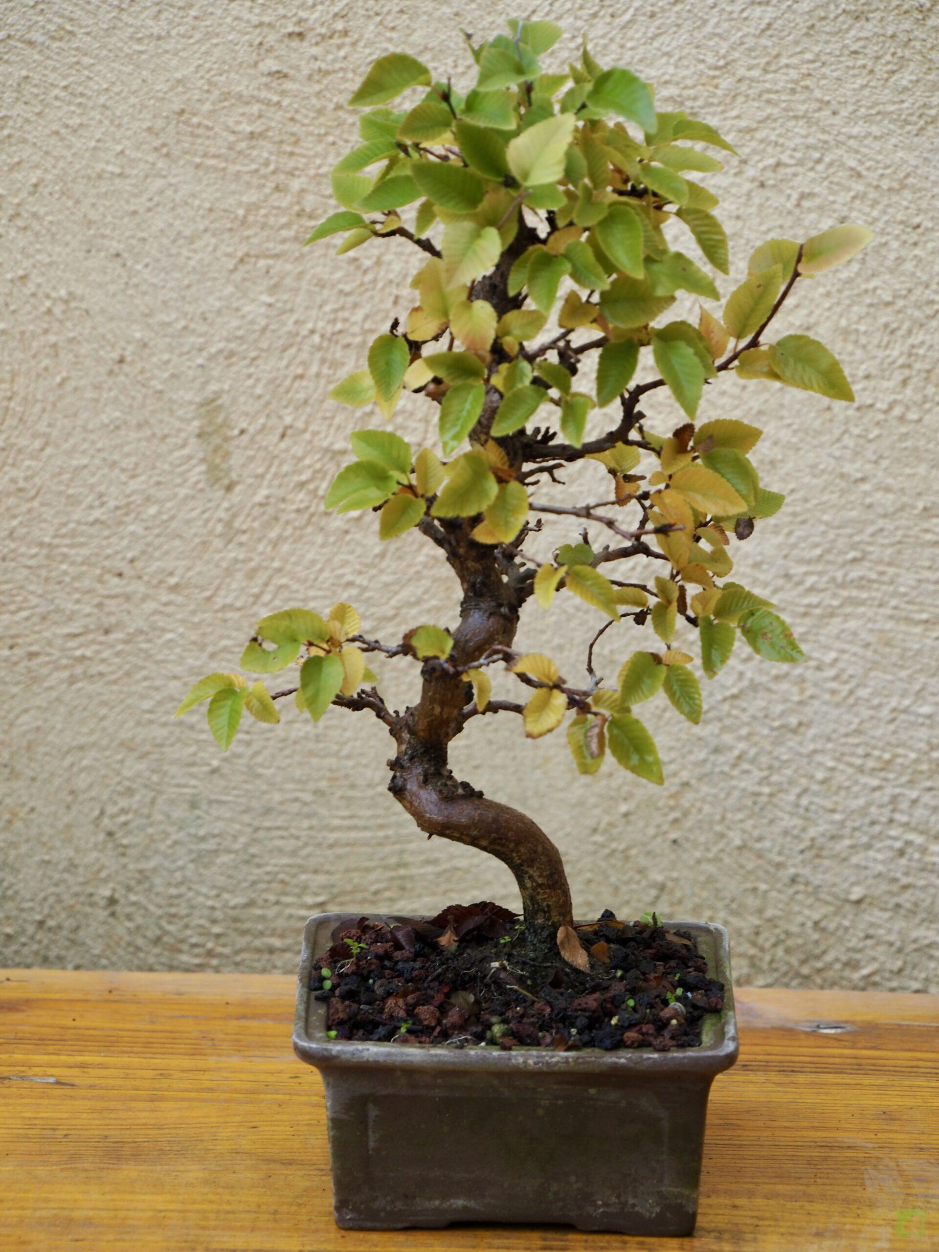 BONSAI CARPE COREANO - Bonsais Viveros