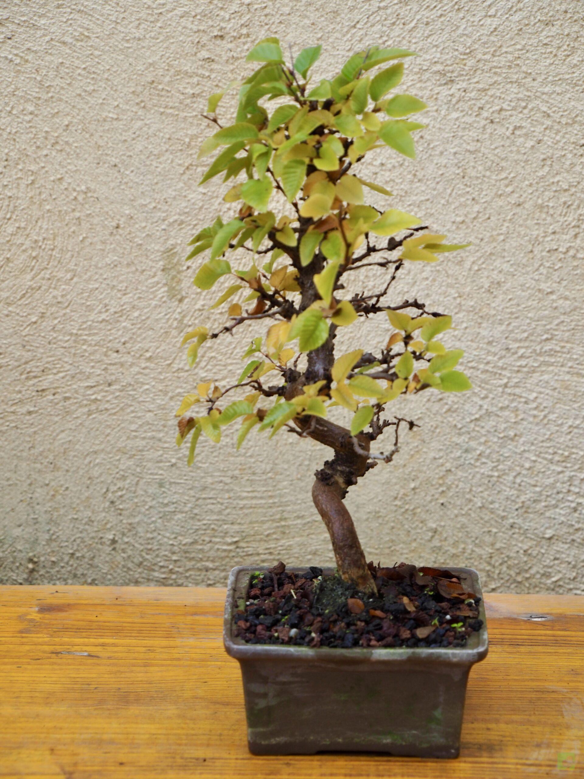 BONSAI CARPE COREANO - Bonsais Viveros
