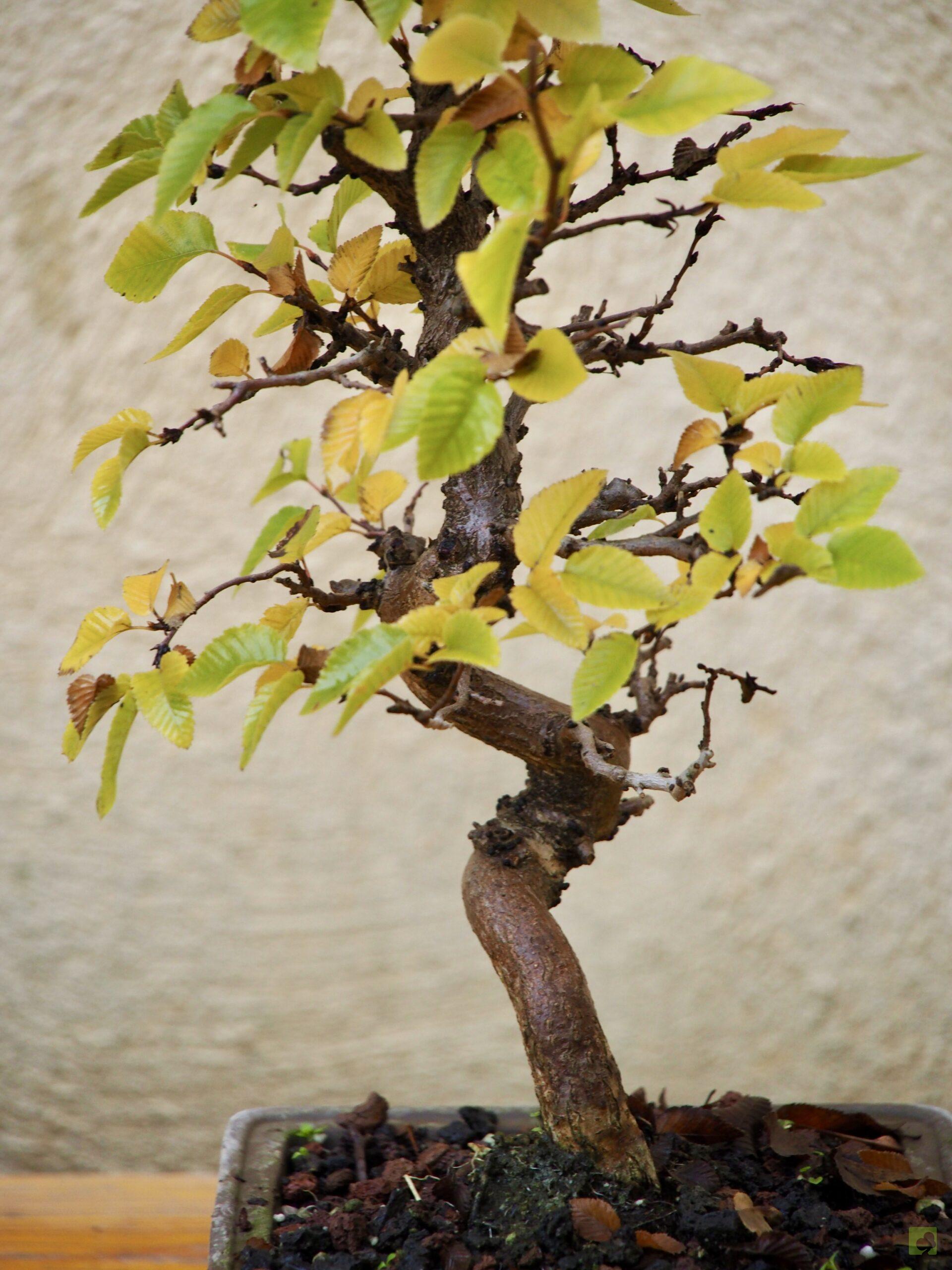 BONSAI CARPE COREANO - Bonsais Viveros